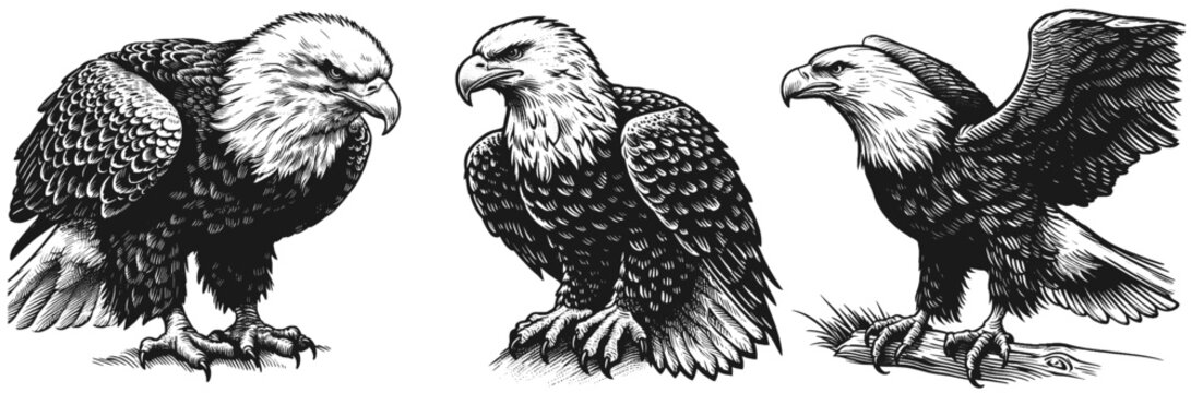 Bald Eagle linework sketch hand drawn pen drawing vector illustration background
