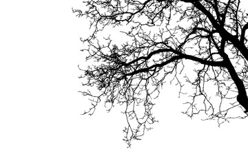 Natural oak tree silhouette in winter