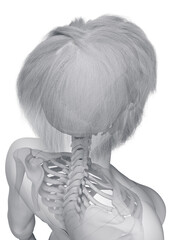 A Detailed 3D Depiction Of The Skeletal System Of A Woman © Sebastian Kaulitzki