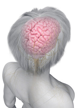 Detailed Rendering Highlighting The Brain Of A Female Body