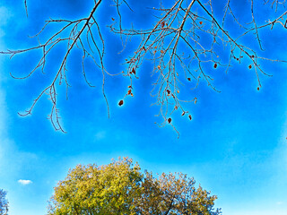 Branches with sparse leaves under a bright blue sky in a tranquil outdoor setting