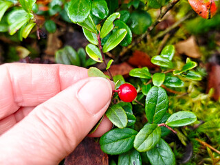 Person picking a red berry from a green plant in a forested area during daylight