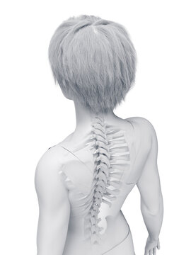 A Detailed 3D Depiction Of The Skeletal System Of A Woman