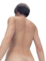 Naklejka premium Illustrated 3D Model Highlighting The Body Of A Woman