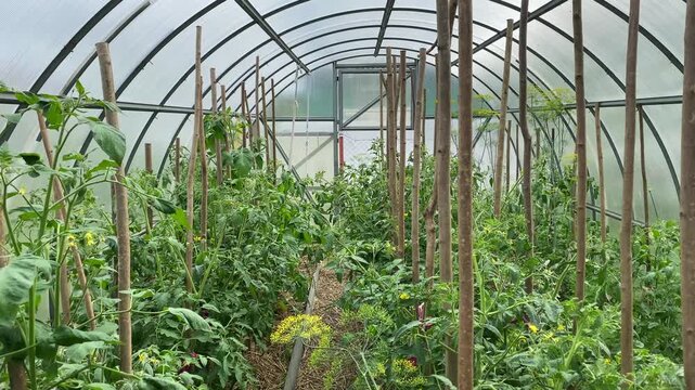 Interior view of polycarbonate greenhouse with rows of staked tomato plants in bloom. Wooden stakes and trellises support vines with yellow flowers. Rustic scene of small-scale organic cultivativation