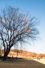 겨울 공원의 버드나무