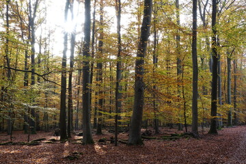 Obraz premium Herbstwald mit Sonne