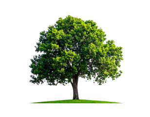 Fototapeta premium Tree with lush green foliage standing on small grassy mound