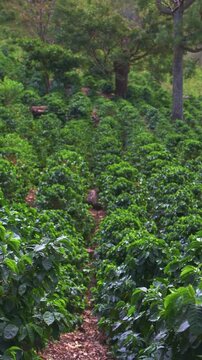 4k Vertical footage of coffee plantation rows growing on a mountain farm in the highlands. Lush green coffee plants forming natural patterns with depth perspective, Boquete, Chiriqui, Panama.
