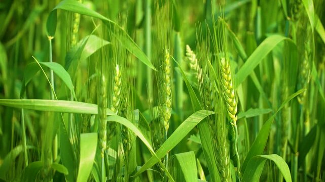 write adobe stock high selling title and keywords for adobe stock for this video