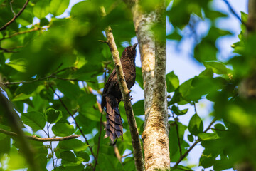 Ratchet-tailed Treeple (Temnurus temnures)  a rare bird on the branch of the tree.