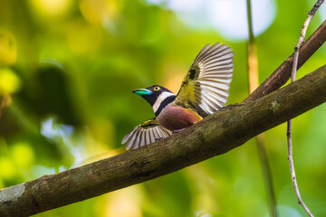 Black-and-Yellow Broadbill, a rare bird on the branch of the tree.
