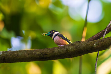 Black-and-Yellow Broadbill, a rare bird on the branch of the tree.