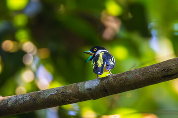 Black-and-Yellow Broadbill, a rare bird on the branch of the tree.