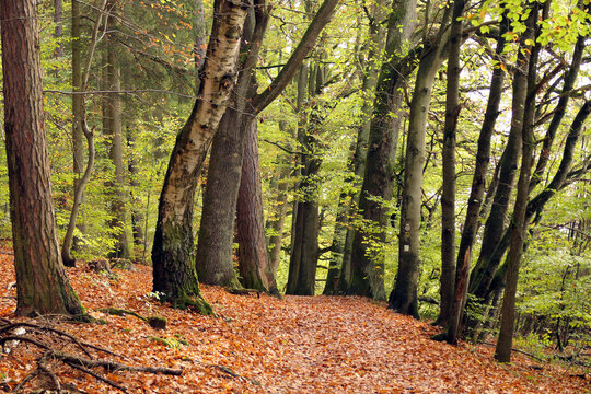 Waldweg im Herbst