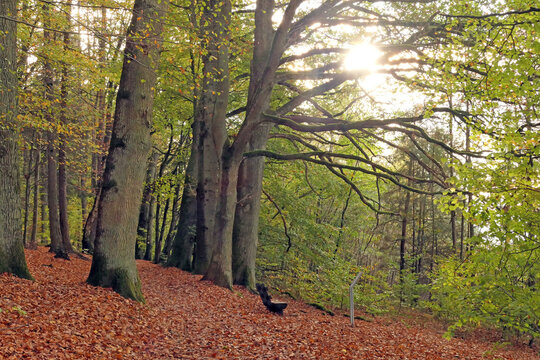 Waldweg im Herbst