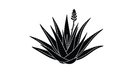 A striking black silhouette of an agave plant © MALA