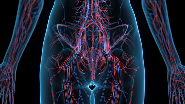A Detailed 3D Depiction Of The Circulatory System Of A Woman