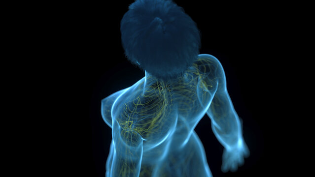 A Detailed 3D Depiction Of The Lymphatic System Of A Woman