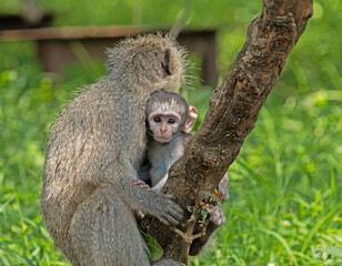 Baby Vervet monkey 