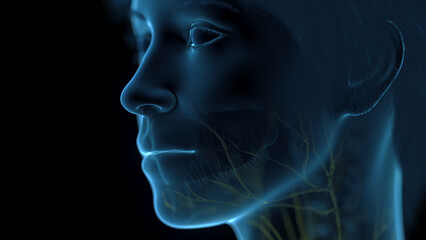 Obraz premium A Detailed 3D Depiction Of The Lymphatic System Of A Woman