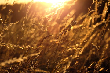 Gräser im gegenlicht © Fotolyse