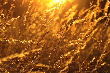 Gräser im gegenlicht © Fotolyse