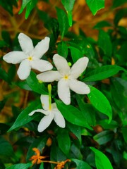 White jasmine flowers blooming on green leaves in tropical garden