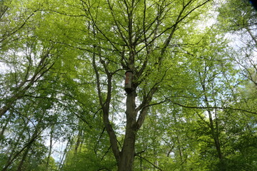 Fototapeta premium Laubwald im Frühling