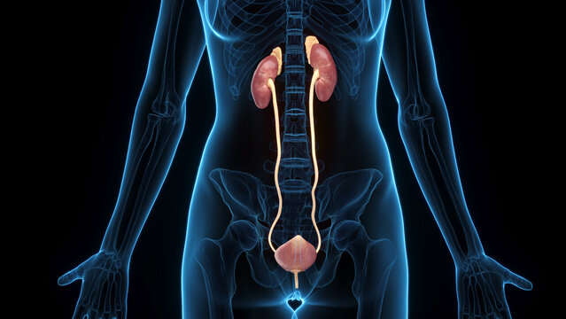 A Detailed 3D Depiction Of The Urinary System Of A Woman