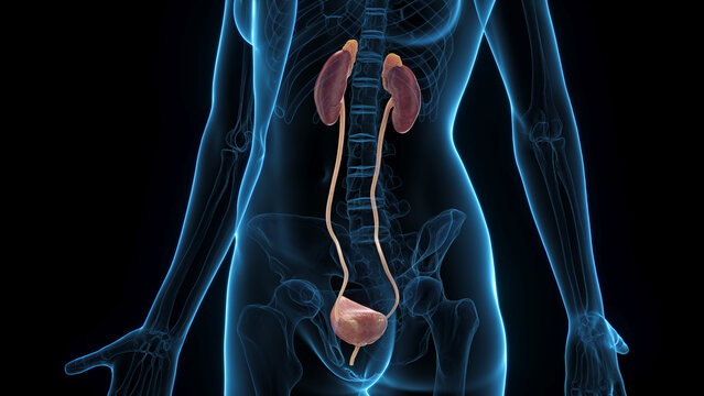 A Detailed 3D Depiction Of The Urinary System Of A Woman