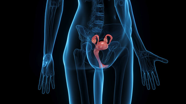 Comprehensive 3D Depiction Showing The Uterus Of A Woman's Body