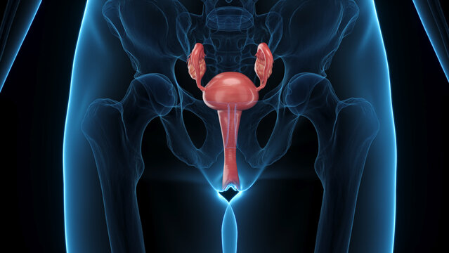 3D Anatomical Rendering Showing The Uterus Of A Woman's Body