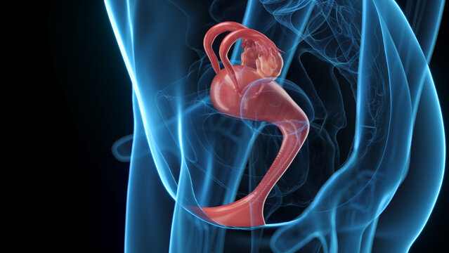3D Anatomical Depiction Highlighting The Uterus Of A Woman