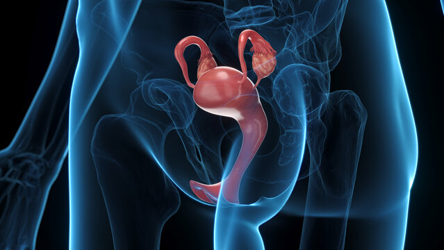 3D Anatomical Rendering Showing The Uterus Of A Woman