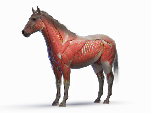 A Detailed 3D Depiction Of The Muscular System Of A Horse