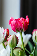 Fototapeta premium Vertical photography of vibrant red and white tulips are under delicate natural light, symbolizing springtime beauty and botanical elegance of flowers