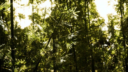 Fototapeta premium Sunlight filters through dense leaves in a vibrant forest. Breezy movement causes the greenery to dance lightly, creating a calming and serene atmosphere for all who venture here.