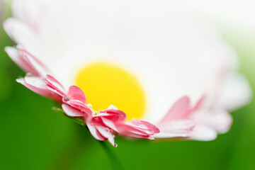 Macro shot with soft selective focus of a delicate pink-white daisy with sparkling dew on its petals © evannovostro