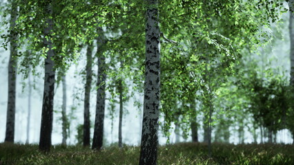 Fototapeta premium Tall birch trees stand proudly in a vibrant green forest. The morning light filters through the leaves, creating a calm and peaceful atmosphere filled with natures beauty.