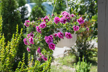 Obraz premium Purple pink petunia flowers grow in a hanging white pot on a sunny day