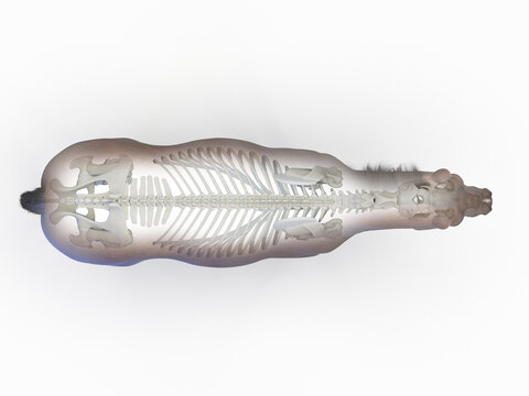 A Detailed 3D Depiction Of The Skeletal System Of A Horse