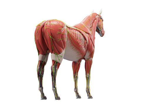 A Detailed 3D Depiction Of The Muscular System Of A Horse