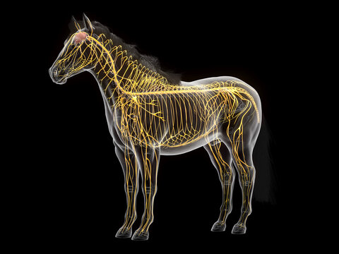A Detailed 3D Depiction Of The Nervous System Of A Horse