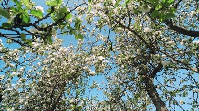 Spring blossom canopy against blue sky. Slow movement while looking up to the branches of a blooming tree.