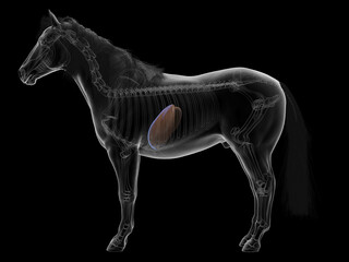 Fototapeta premium 3D Anatomical Depiction Showing The Liver Of A Horse
