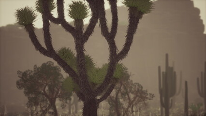 In a serene desert scene, a distinctive tree stands tall amidst cacti and shrubs. The warm light of dusk casts muted shadows on the rugged terrain, creating a tranquil atmosphere. © icetray