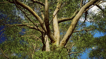 A grand tree stands tall with numerous branches stretching upward, surrounded by lush green foliage. Bright blue skies and fluffy clouds add to the peaceful atmosphere. © icetray