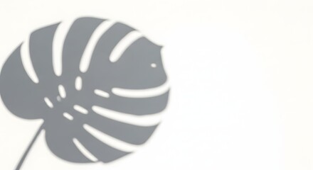 Monstera Leaf Shadow on White Wall