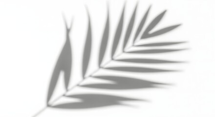 Palm Leaf Shadow on White Background